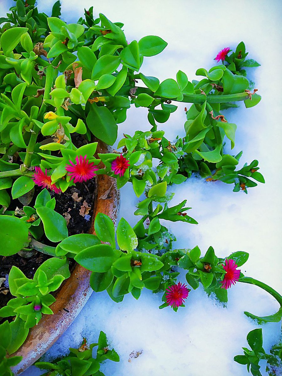 Gm frens❤🤩
#NFTs #NFT #NFTartist #NFTGiveaway #NFTdrop #NFTCollection #NFTCommmunity