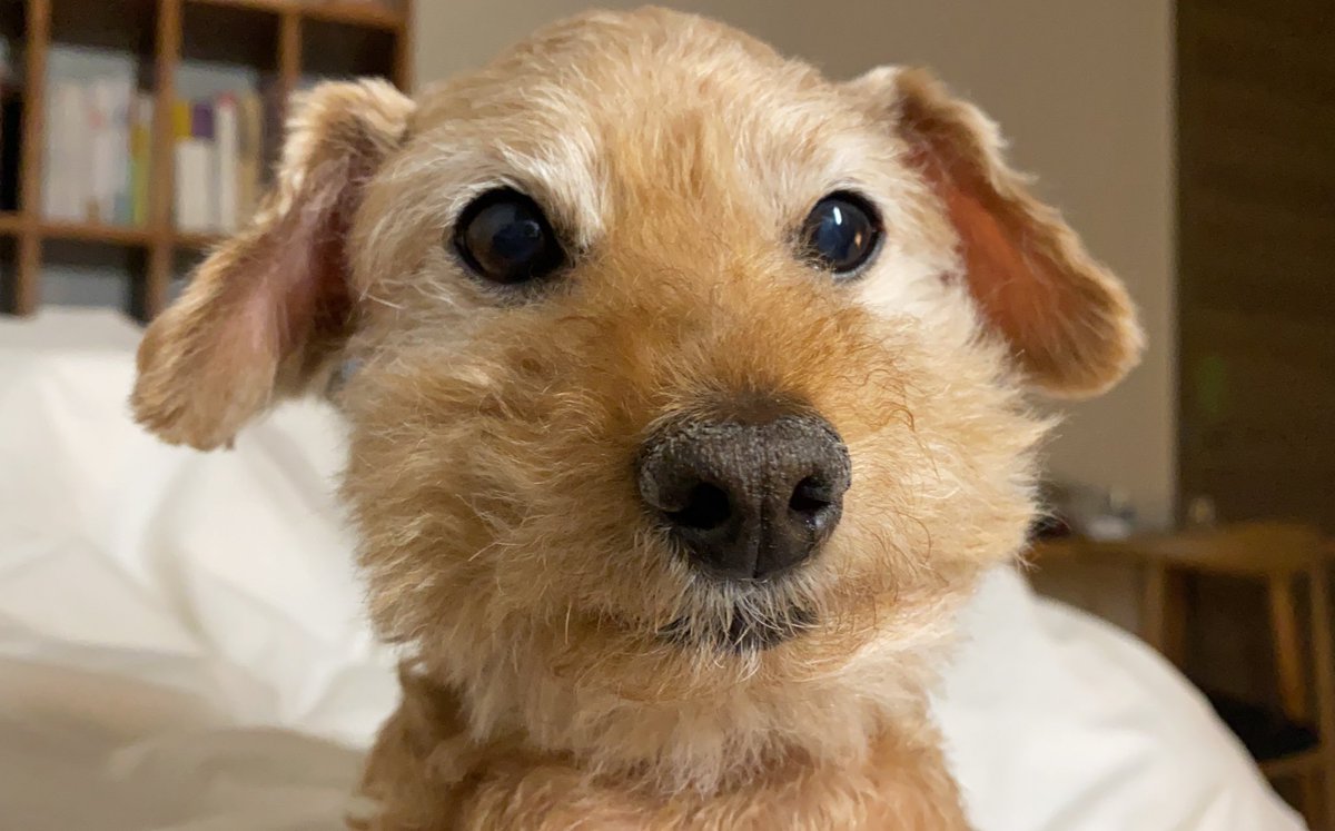 RAD_univ's tweet image. “이번 학기 수업은 비대면 온라인으로 대체됩니다. 모두 zoom으로 “