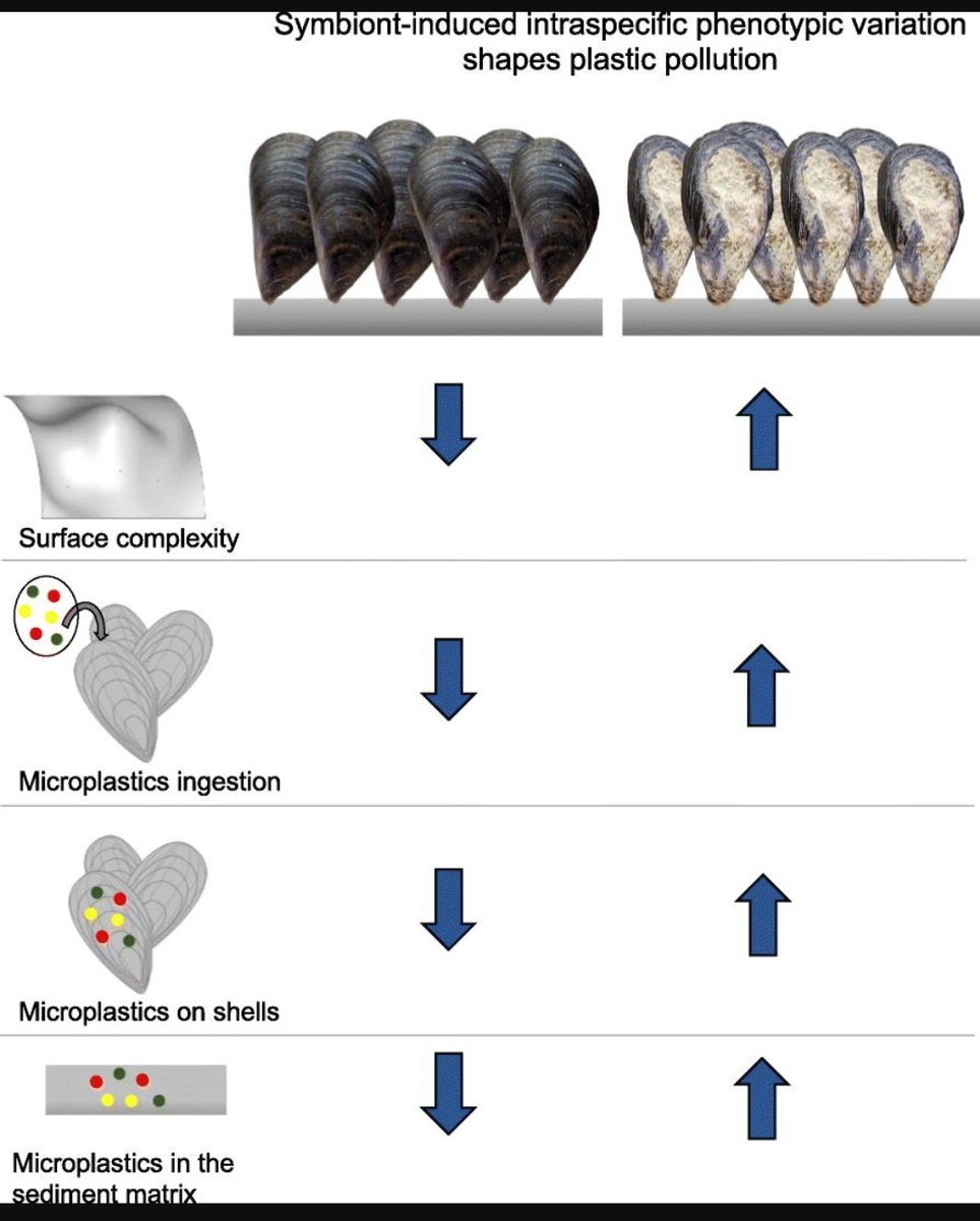 📢New paper out! 
Symbionts enhance plastic trapping and ingestion in biogenic habitats
sciencedirect.com/science/articl…

<a href="/STOTEN_journal/">STOTEN</a> #plasticpollution #plastic <a href="/CienciasDoMar/">CCMAR - Centro de Ciências do Mar</a> <a href="/LOG_labo/">Laboratoire d’Océanologie et de Géosciences</a> <a href="/Rhodes_Uni/">Rhodes University</a> #mussels #biodiversity #pollution #oceanplastic #intertidal