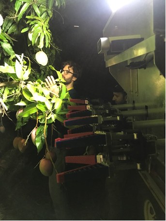 Susan Kinnear (@cqugradresearch) on Twitter photo Hide-and-seek #RHDSelfie... how many researchers can you count in this photo? Rafael Goulart, Chiran Neupane and a hidden Anand Koirala do some evening autoharvesting in the mango orchard <a href="/thomoinrocky/">Michael Thomson</a> <a href="/noxnz/">Tania Signal</a> #precisionhorticulture Hide-and-seek #RHDSelfie... how many researchers can you count in this photo? Rafael Goulart, Chiran Neupane and a hidden Anand Koirala do some evening autoharvesting in the mango orchard <a href="/thomoinrocky/">Michael Thomson</a> <a href="/noxnz/">Tania Signal</a> #precisionhorticulture