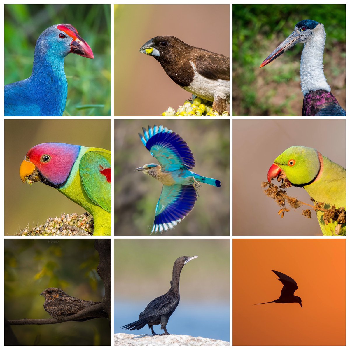 MandalapuMunna's tweet photo. Colors of nature from Telangana @rah_jad @Adilabad_Forest @LavanyaIfs @hsinghs48 @pargaien @IfsMadhu @SanctuaryAsia @IndiAves @vivek4wild @AnandReddyYellu @NalinYadavIFS @AnupamSharmaIFS @Geethanjali_IFS @surenmehra @rohithgopidi @NikhithaBoga @SVSifs https://t.co/ti9xS79m3C