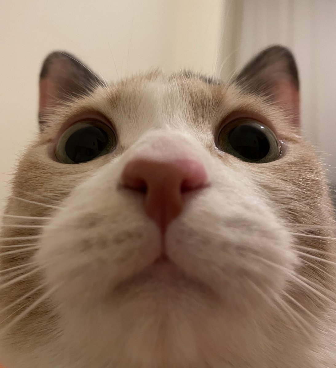 bir milyun ulmuşuz✨ tebeşkür herkeslere🥰🧡