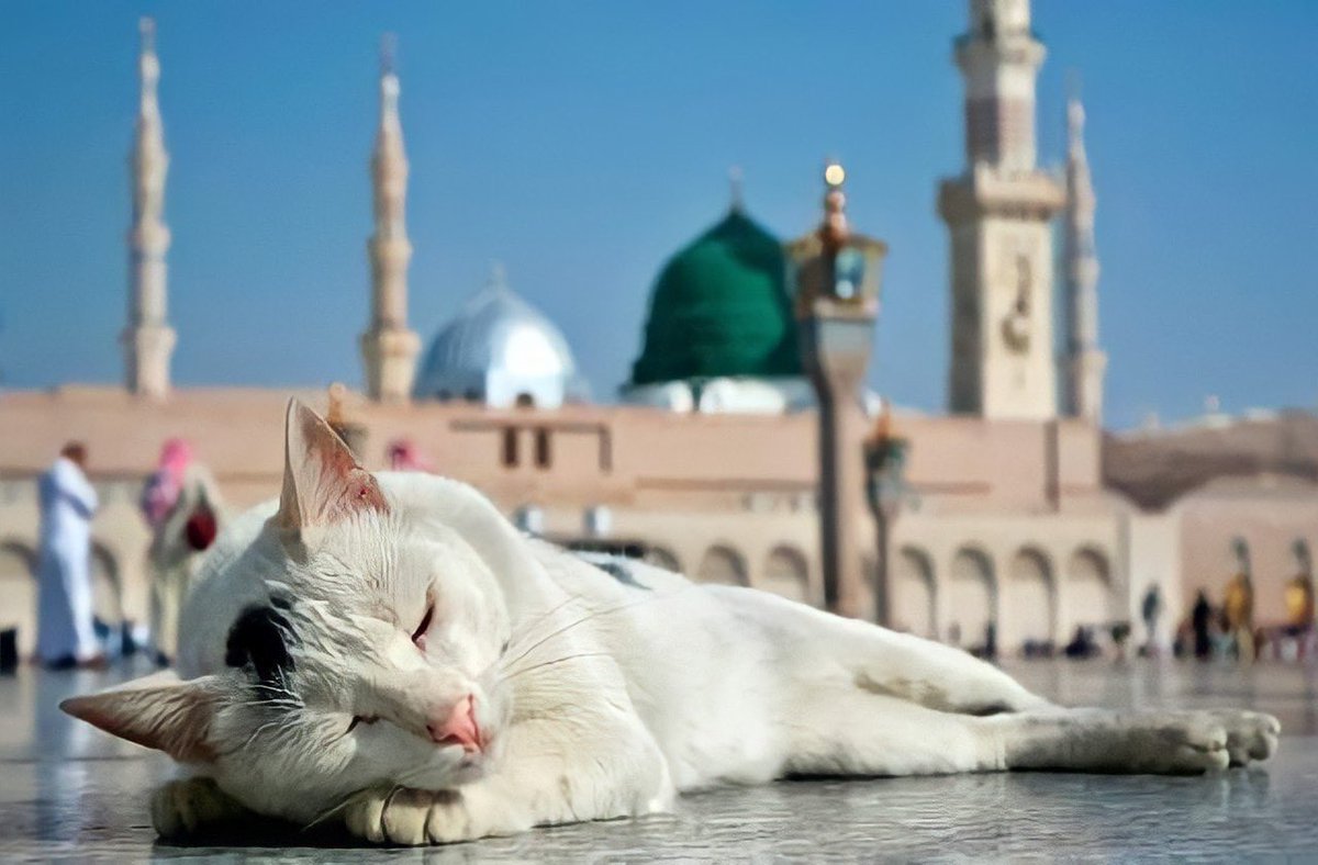 insharifain's tweet photo. NEWS | Madinah Al Munawarrah declared the safest city in the world for solo Women travellers https://t.co/7jfOqIUAEo