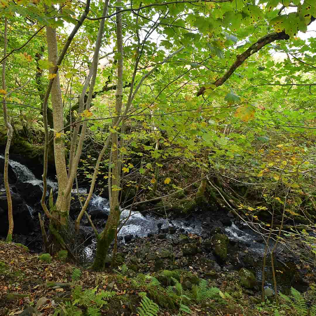 🌳 Forest facts: Forests act as natural aqueducts, trees redistribute up to 95% of the water they absorb, particularly to places that need it most! 
​​Trees also have the ability to retain water in soil to prevent erosion🌱👏  ​ 
​​#forestfacts #treefacts