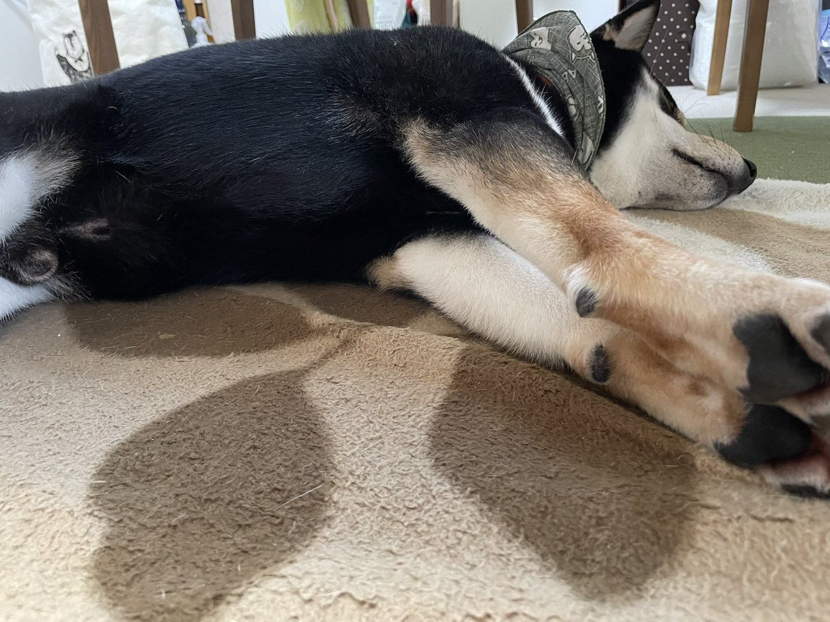 yyyywankolife's tweet photo. 足ピーン　　ゆい https://t.co/VYYFHEeLrU