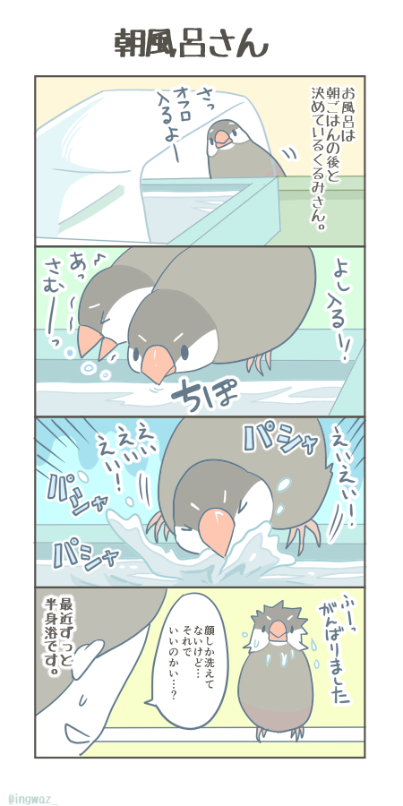 くるみさんの朝風呂。

#Buncho #javasparrow #文鳥 