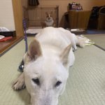 ヴァニラのツイート画像