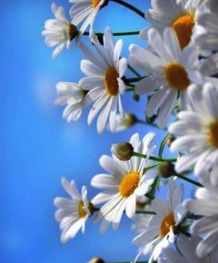 Günaydın mutlu günler 🌼