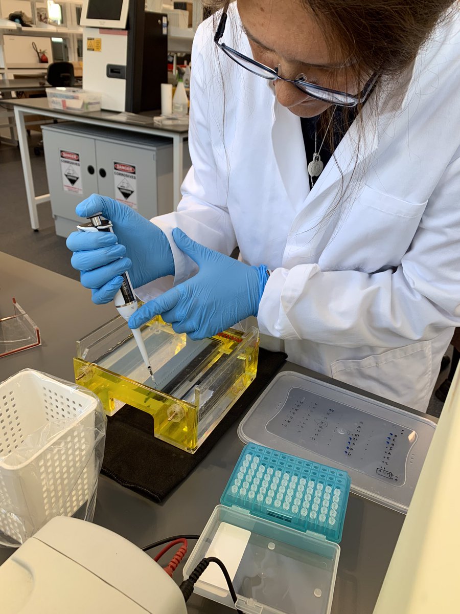 So, apparently I can learn new tricks! Learning the process of DNA extraction with our colleagues @CSIRO at ACRI. This will enhance our Bt resistance monitoring project for Bollgard 3 @Bayer4CropsAU #dna #learningnewtricks #science #btresistancemonitoring #australiancotton