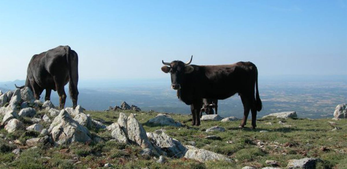 AgroBank_CABK's tweet photo. La #vaca de la Albera, una raza en peligro de extinción con potencial gastronómico 🐄 El proyecto transfronterizo #Alberapastur quiere recuperar su viabilidad económica
👉 https://t.co/yLuOJJpuRx https://t.co/FUPdASoxOu