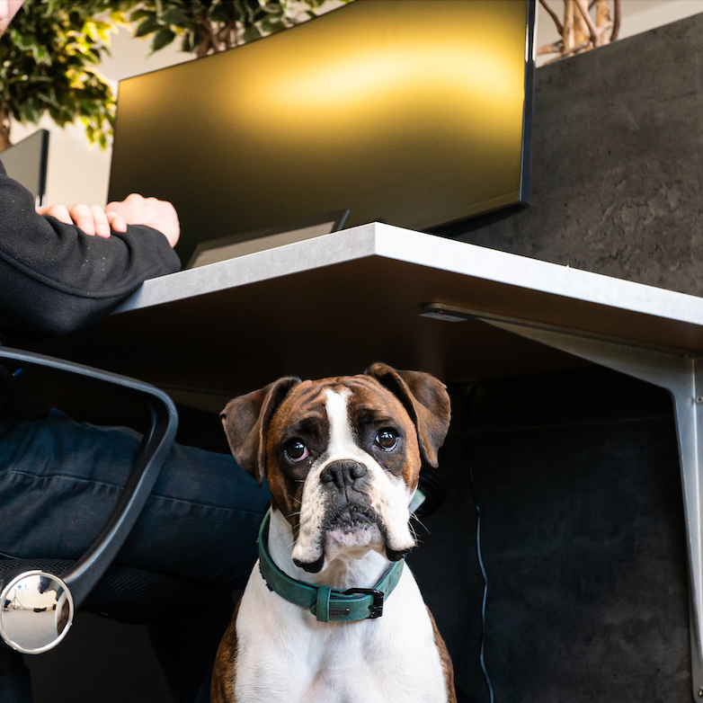 Sinewaveuk's tweet photo. We are a dog friendly office.  We can't imagine why others wouldn't be.

#LoveYourPetDay Sunday 20th February. 

#TeamSinewave #Poweringthefuture https://t.co/s8wIpXFZBJ