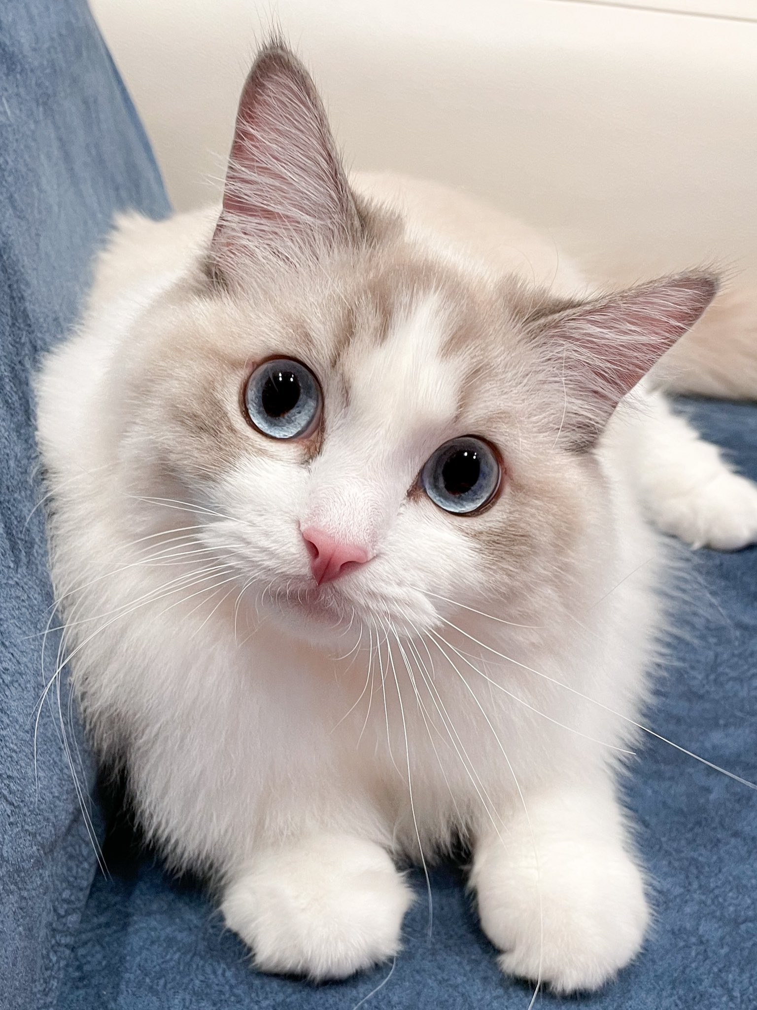 小さめ！猫目ルチルたん！かわいい！ 小さめ！猫目ルチルたん！かわいい！