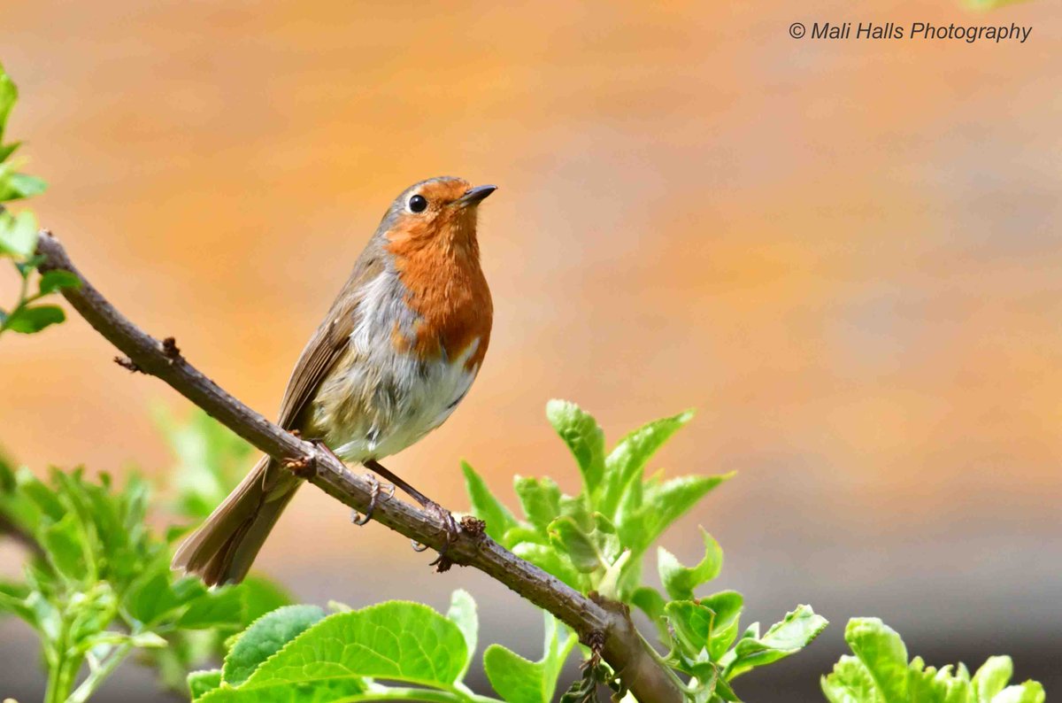 MaliHalls's tweet photo. #Robin...I'm off to the #hospital for a #brain #DaTscan...Stay #safe if you have to go out.

#Nature #Photography #wildlife #birds #TwitterNatureCommunity #birding  #NaturePhotography #birdphotography #WildlifePhotography https://t.co/PP6T1TDusz