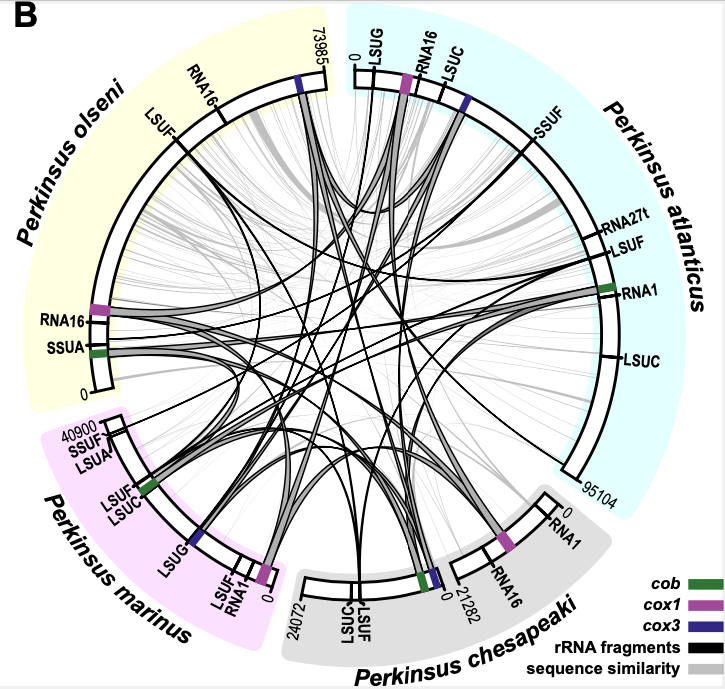 RossWaller3's tweet photo. Is there a genome where Programmed Ribosome #Frameshifting occurs for all genes? — Yep
But up to 10 frameshifts/gene? — Why not
And has any genome dropped an amino acid entirely (20 down to 19)? — Sure thing
Endosymbionts in parasites, as twisted as ever!
https://t.co/poxfovjdFT https://t.co/LCRhXUI4sr