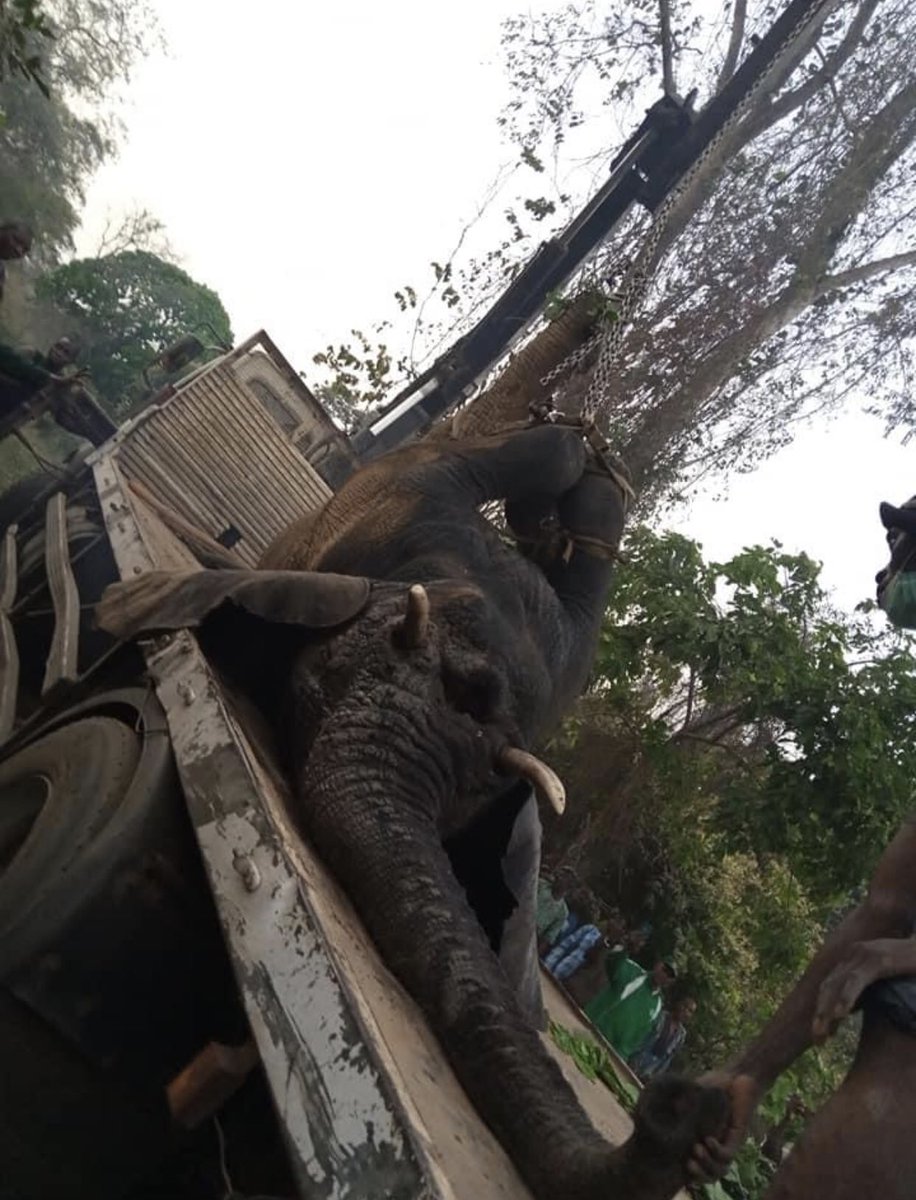 AbisolaAlawode's tweet photo. Remember that Jolly elephant that was spotted in Oyo State weeks ago? He's dead. 

He died in the custody of experts from Uni of Ibadan after they and the local govt chairman of Saki West decided to transport it to a zoo. 

Why would they take that decision? Beats me. https://t.co/n1UEko6Mhv