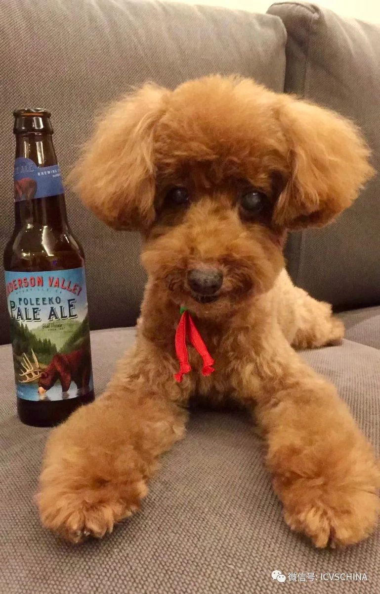 ICVS Animal Hospital tweet media