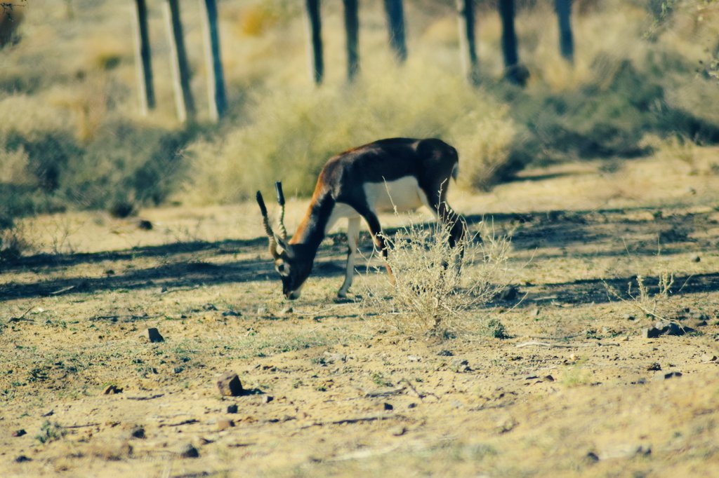Balochistan Forest & wildlife Department (@balochistanfwd) on Twitter photo Chinkara Breeding Farm ShahNoorani District Khuzdar
<a href="/CMOBalochistan/">Chief Minister's Office Balochistan</a> <a href="/aminattock/">Malik Amin Aslam</a> <a href="/Plant4Pak/">10 Billion Tree Tsunami</a> <a href="/ZahoorBuledi/">Zahoor Buledi</a> <a href="/RindBushra/">Bushra Rind</a> <a href="/khan1000024/">martyred baz khan kakar adv )</a> @sundas20642792 <a href="/Plant4Pak/">10 Billion Tree Tsunami</a> @ Chinkara Breeding Farm ShahNoorani District Khuzdar
<a href="/CMOBalochistan/">Chief Minister's Office Balochistan</a> <a href="/aminattock/">Malik Amin Aslam</a> <a href="/Plant4Pak/">10 Billion Tree Tsunami</a> <a href="/ZahoorBuledi/">Zahoor Buledi</a> <a href="/RindBushra/">Bushra Rind</a> <a href="/khan1000024/">martyred baz khan kakar adv )</a> @sundas20642792 <a href="/Plant4Pak/">10 Billion Tree Tsunami</a> @