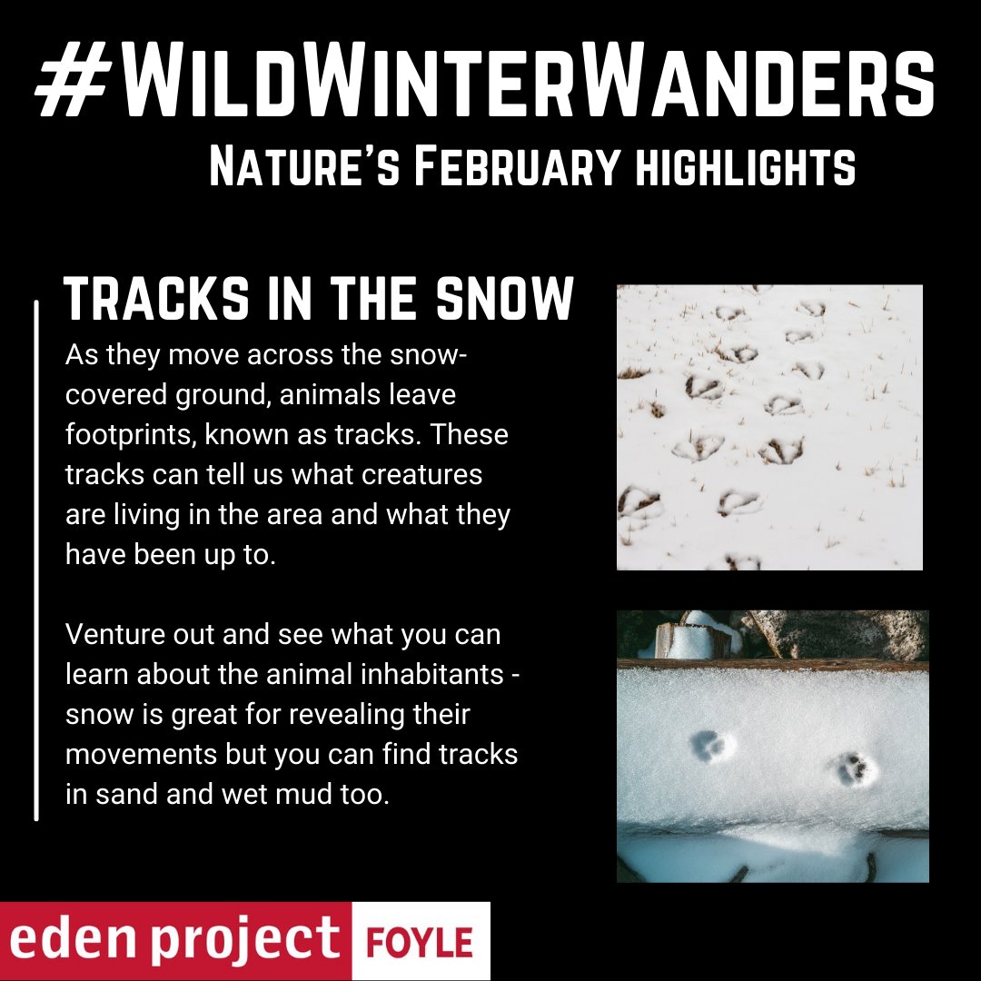 River_Foyle's tweet photo. Top Tip: Be patient and quiet. If youโre lucky, you might spot the owner of the tracks in the flesh.
We're sharing some of the best February sights you can spot while out on your #WildWinterWanders ๐ถ
@UlsterWildlife
@ecoattractions @RSPBNI https://t.co/63zg5f8gqy