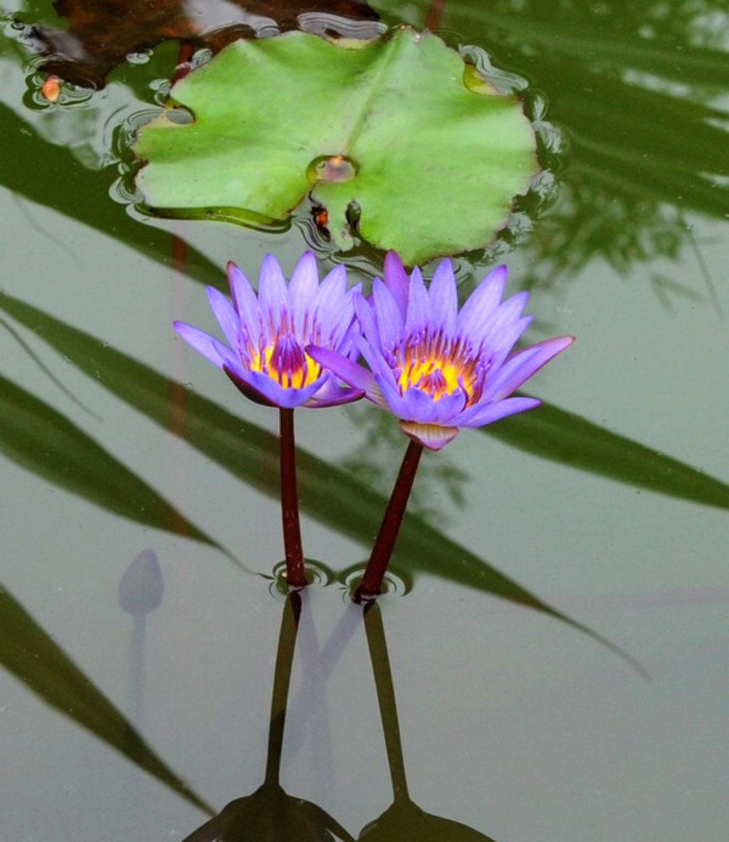 Purple Lotus. https://t.co/G5AmuzLkSX.