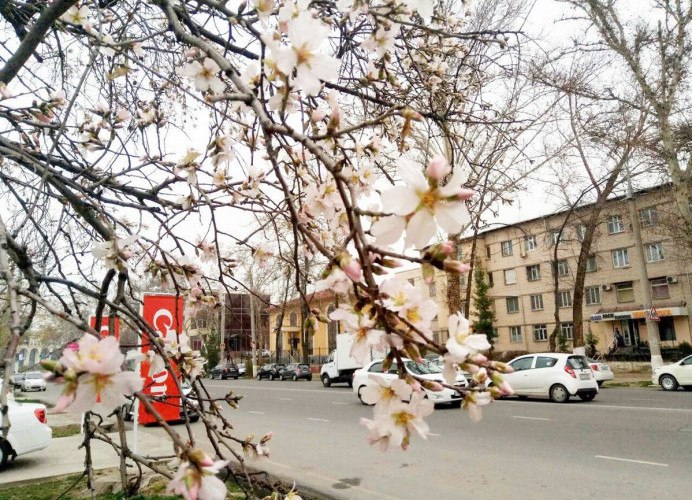 Деревья в ташкенте. Ахматова Ташкент зацветает. Ташкент весной. Цветущие деревья Узбекистана.