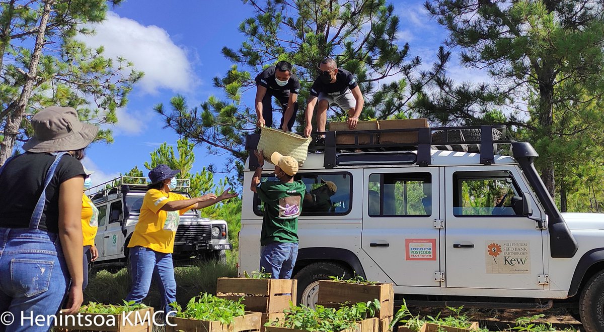 Working together for a better and greener future. Tree planting 2022 in Ambalavao Atsimondrano, well done @TeamKMCC <a href="/UKinMadagascar/">UK in Madagascar</a> <a href="/DurrellWildlife/">Durrell Wildlife Conservation Trust</a> <a href="/robensgroup/">Robens Group</a>