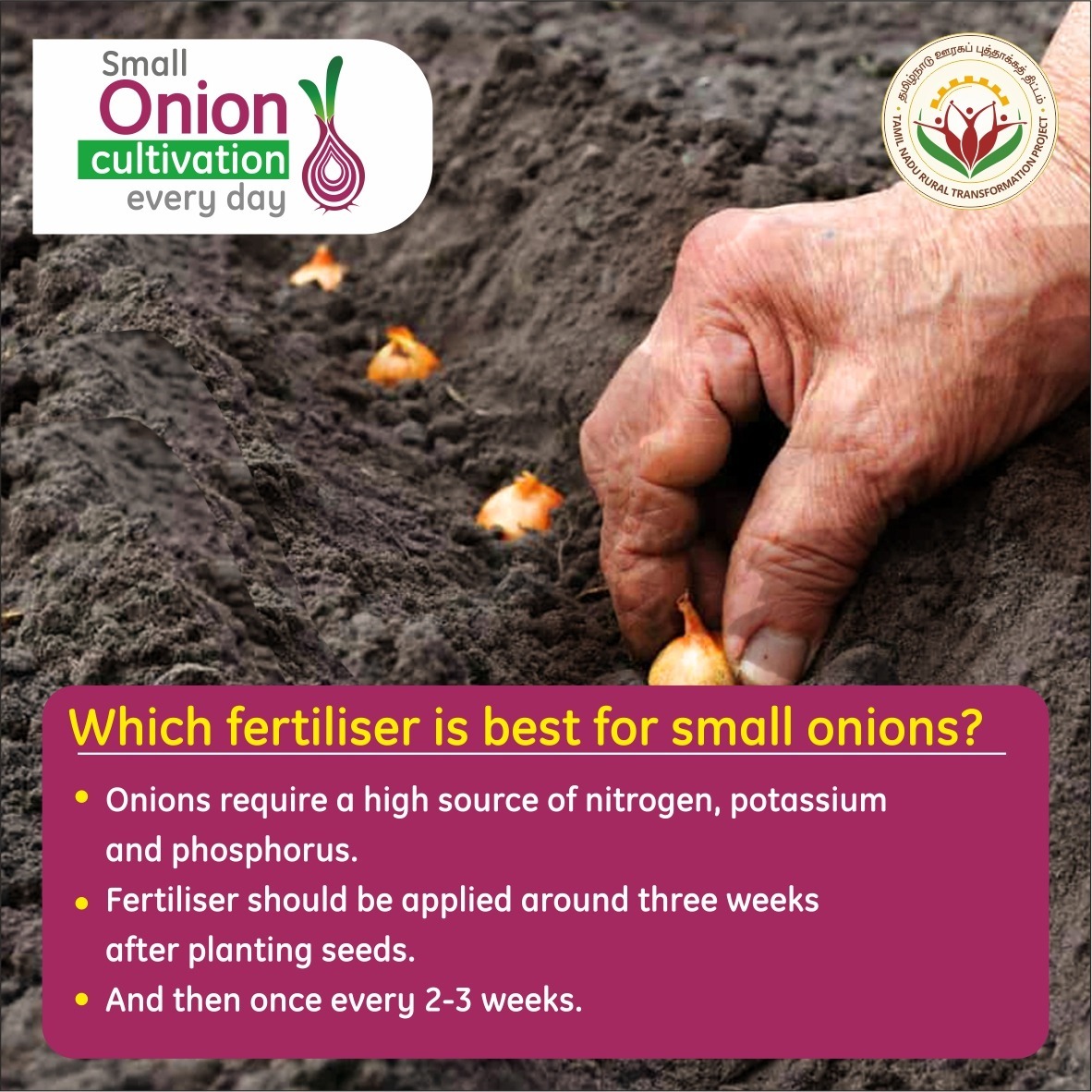 VKP_TNRTP's tweet photo. Fertilisers: Onions are heavy feeders, so provide plenty of nitrogen and phosphorus.
#CommunityFarmSchool #OnionCultivation #OnionFarming #FarmingPractices #Fertilisers #SPARKS #BasicFarming #DYK https://t.co/0JbMGhaSzX