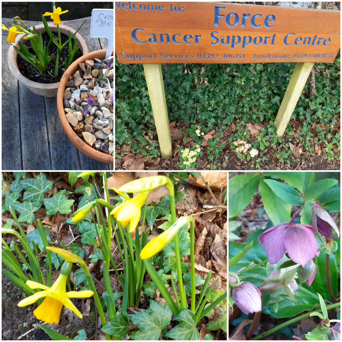 forcecancer's tweet photo. If you know someone going through a cancer diagnosis it can feel like you don’t know how to help.  It's often the little acts of thoughtfulness which show your support -  such as sending a note or postcard.

So here's one  from our Support &amp; Info team  - spring on the way! https://t.co/cdBQywHv1x