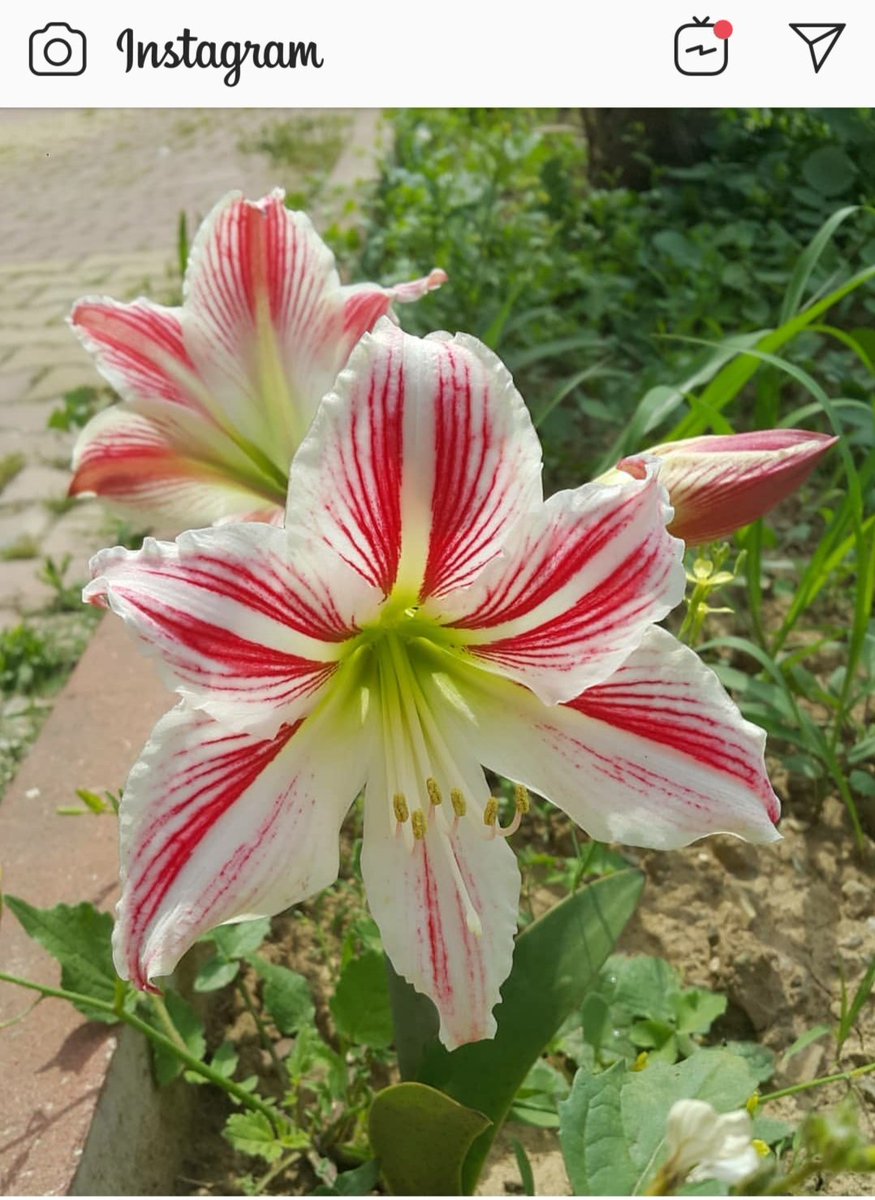 🌷Have a Good Friday 🌷
@#DoalnaraOasisFarm
Sharing you a vid you.tube/dr_TO-K8T8c