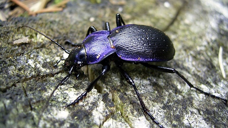 RoegTV's tweet photo. Unieke kijk op de natuur dankzij bijzonder langdurig onderzoek naar loopkevers ➡ https://t.co/sx3heqmtUm 🌿  (Foto: Wikimedia Commons) #Mantingerbos https://t.co/sQjl734TkS