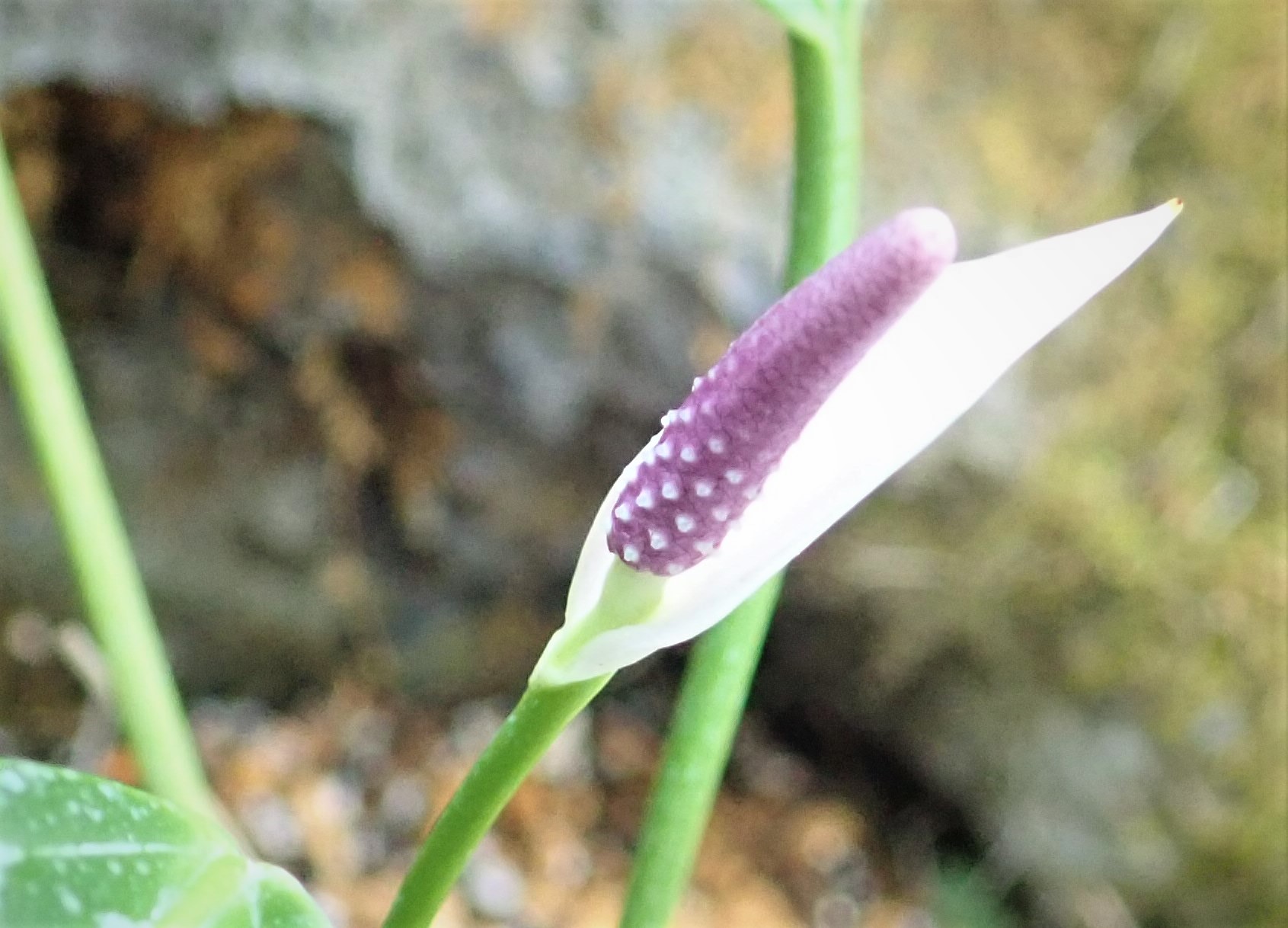 神代植物公園 ニュース Auf Twitter スタッフより 園芸係 大温室熱帯花木室でアンスリウム アム二コラの花が咲きました アンスリウム アム二コラは サトイモ科アンスリウム属の植物でパナマ原産 アンスリウムの原種の一つです 花 花序 は 仏炎苞が淡い