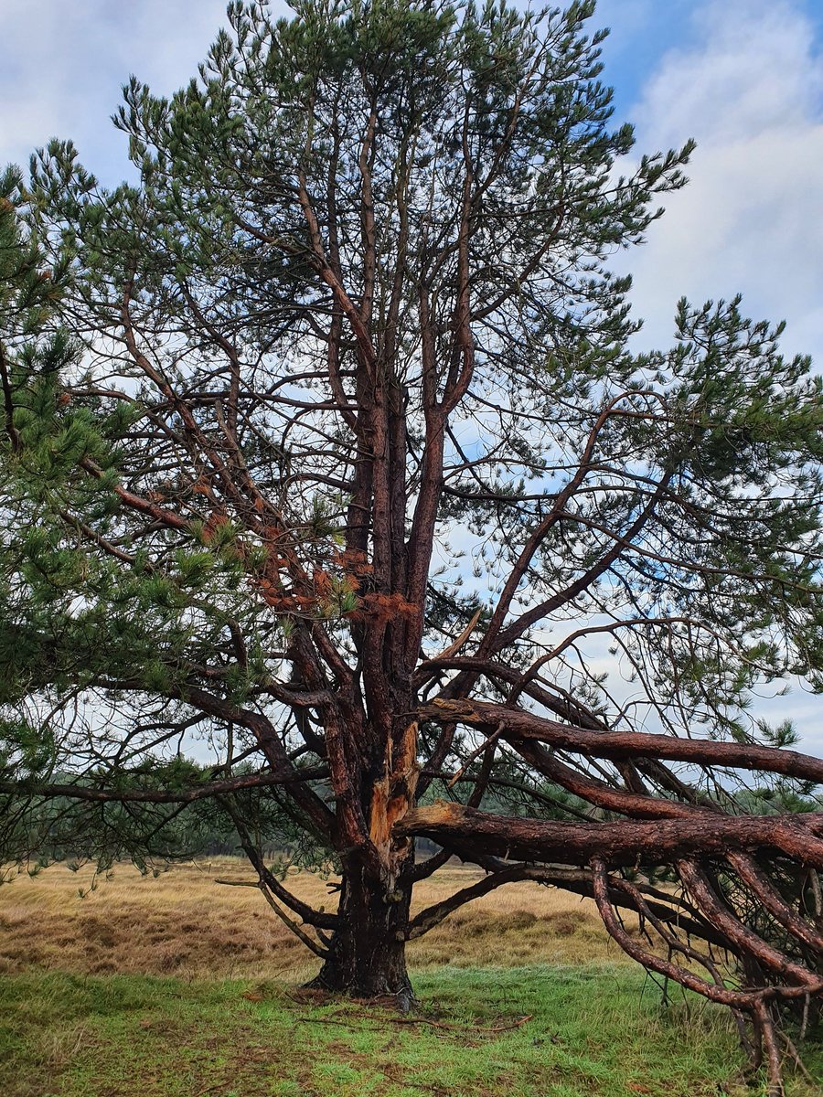 Blijf de komende dagen uit het bos!
Ook in de dagen na een storm kunnen forse takken uit de bomen vallen. Het gaat dan meestal om takken die tijdens de storm zijn ingescheurd, deze drogen uit en kunnen na een paar dagen alsnog naar beneden vallen. #storm