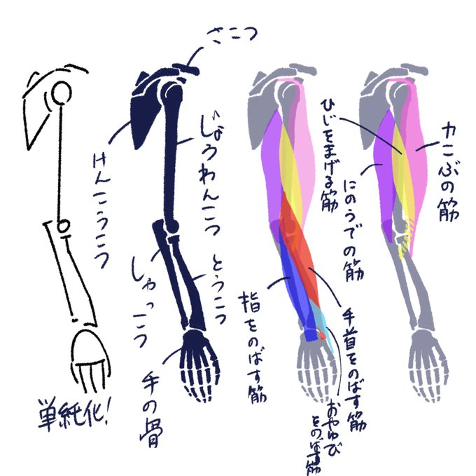 小学生でもわかる美術解剖学の教科書って、日本だと結構需要があるんじゃないかと思うんですが。という企画のサンプル。 