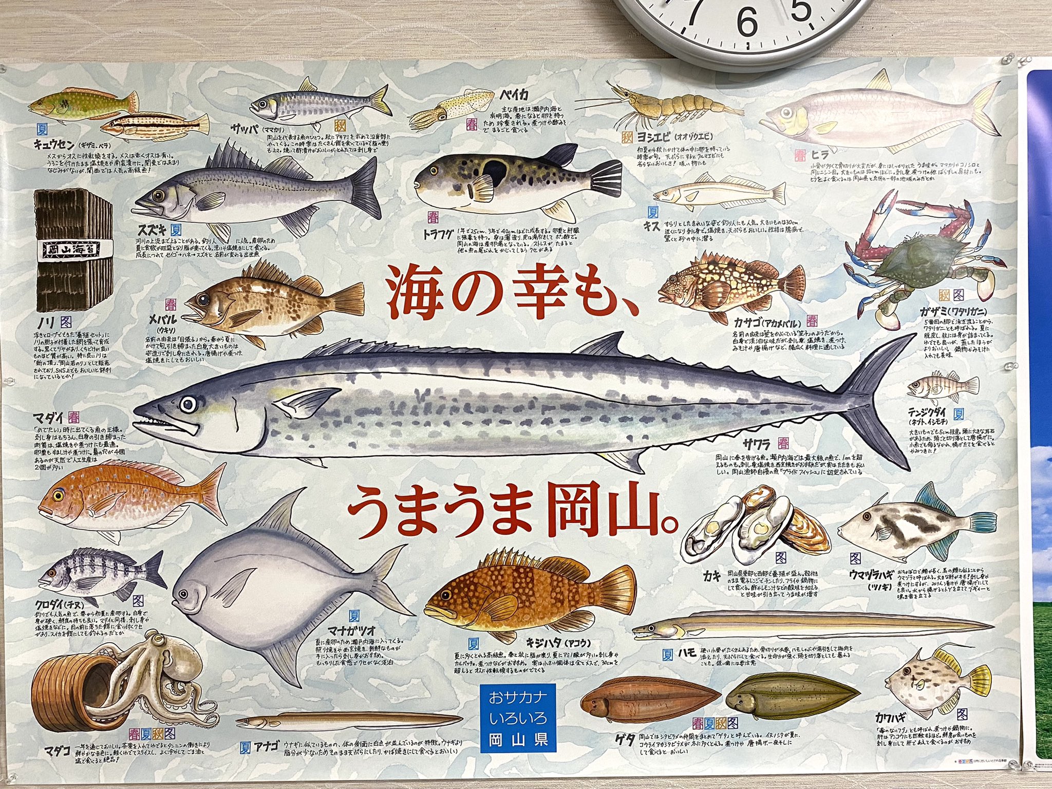 小野田紀美 参議院議員 岡山選挙区 岡山県のおサカナいろいろポスター頂きました フルーツ王国岡山 で有名ですが 海の幸もうまうま岡山なのです ぜひ画像拡大して岡山の海の幸を知って下さいませ W T Co Kjjjwxe0q2 Twitter