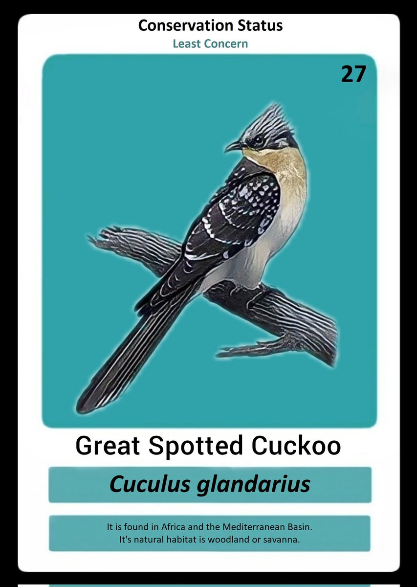 Ayomeeday12's tweet photo. Buy NFT for 1 Algo and get a chance to enter the Game:
Great Spotted Cuckoo - https://t.co/gK6OsmsKf0 

@Kaafila2020 @KaafilaNFT_ https://t.co/8JciTndpqg