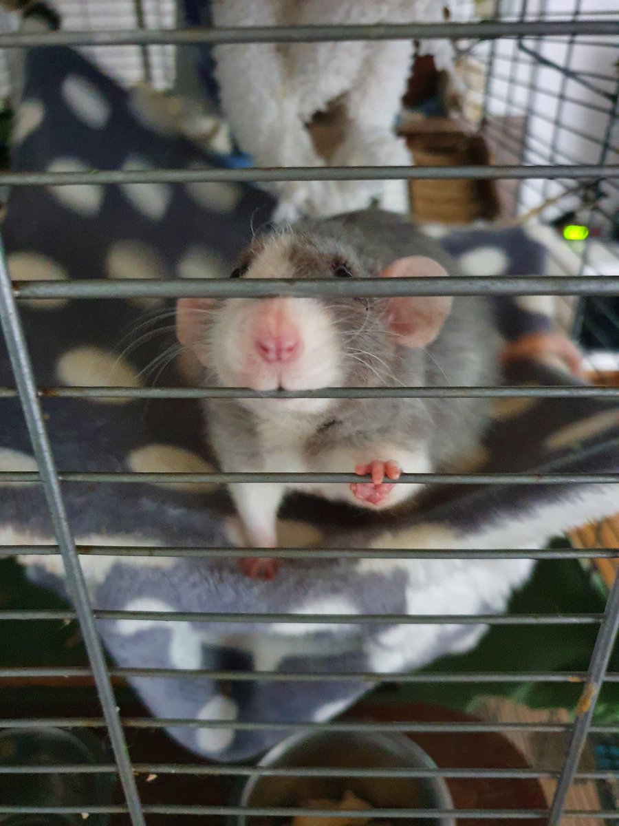 Huculinka's tweet photo. While #ComRAT is getting her thyme and chamomile inhalation in the sputnik, #pRATty and #LandRAT want a snacko before the inhalation tea is cold enough for their grabby hands. https://t.co/xygdTHhGey