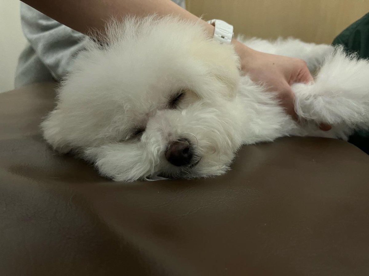 馬車道ペットクリニック Sunny Bashamichi Pc Twitter