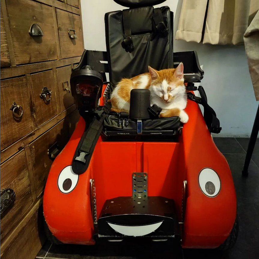DesignabilityUK's tweet photo. Welcome to #WizzyFriday which this week goes out to Arthur...
Wait, hang on...that's not Arthur.
It's Touf the cat.
Wrong pic. BRB. https://t.co/HFm6fbhxzF