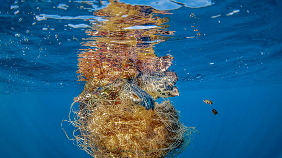 CNN's tweet photo. Images from the Underwater Photographer of the Year competition show the beauty and fragility of the world's seas and oceans: https://t.co/vxQVS45G3l https://t.co/qJvxrz6JR2