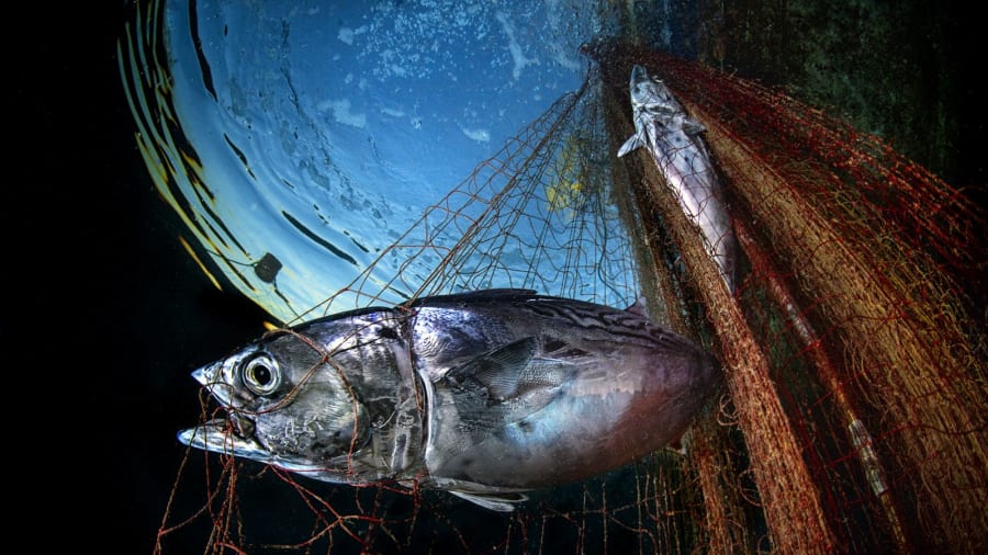 CNN's tweet photo. Images from the Underwater Photographer of the Year competition show the beauty and fragility of the world's seas and oceans: https://t.co/vxQVS45G3l https://t.co/qJvxrz6JR2