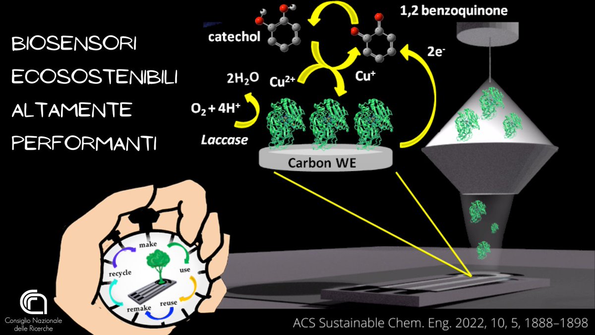 CNR Consiglio Nazionale delle Ricerche (@cnrsocial_) on Twitter photo Biosensori #ecosostenibili altamente performanti
Stabilità nel tempo, resistenza all'usura, riproducibilità nella misura sono le caratteristiche dei biosensori enzimatici messi a punto da <a href="/CNR_ISM/">CNR-ISM Istituto Di Struttura Della Materia</a> insieme a <a href="/IsmnCnr/">ISMN CNR</a> <a href="/cnr_igag/">CNR-IGAG</a> <a href="/CnrImaa/">Istituto di Metodologie per l'Analisi Ambientale</a> <a href="/SapienzaRoma/">Sapienza Università di Roma</a> <a href="/unifg/">Università di Foggia</a>
cnr.it/it/comunicato-… Biosensori #ecosostenibili altamente performanti
Stabilità nel tempo, resistenza all'usura, riproducibilità nella misura sono le caratteristiche dei biosensori enzimatici messi a punto da <a href="/CNR_ISM/">CNR-ISM Istituto Di Struttura Della Materia</a> insieme a <a href="/IsmnCnr/">ISMN CNR</a> <a href="/cnr_igag/">CNR-IGAG</a> <a href="/CnrImaa/">Istituto di Metodologie per l'Analisi Ambientale</a> <a href="/SapienzaRoma/">Sapienza Università di Roma</a> <a href="/unifg/">Università di Foggia</a>
cnr.it/it/comunicato-…