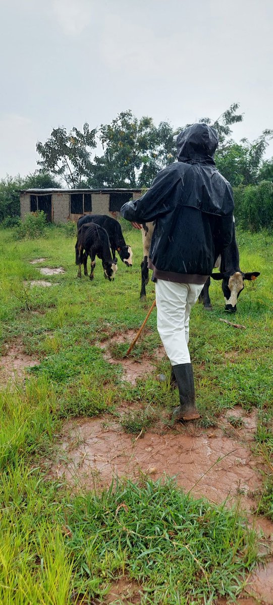 AmaremboFarm's tweet photo. We love our small herd at Amarembo Lakeside Farm.  But managing them properly is hard work https://t.co/MEeRTkIEqt