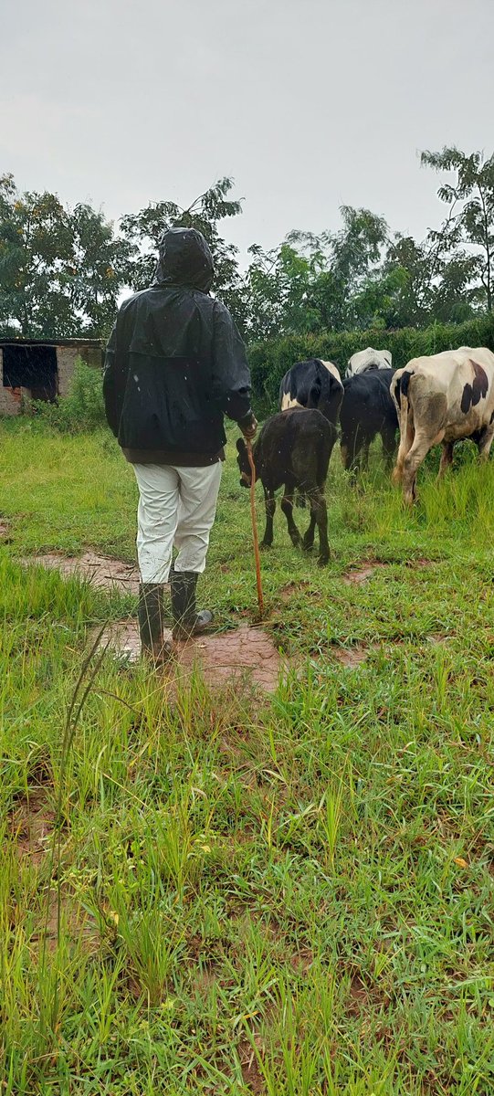 AmaremboFarm's tweet photo. We love our small herd at Amarembo Lakeside Farm.  But managing them properly is hard work https://t.co/MEeRTkIEqt