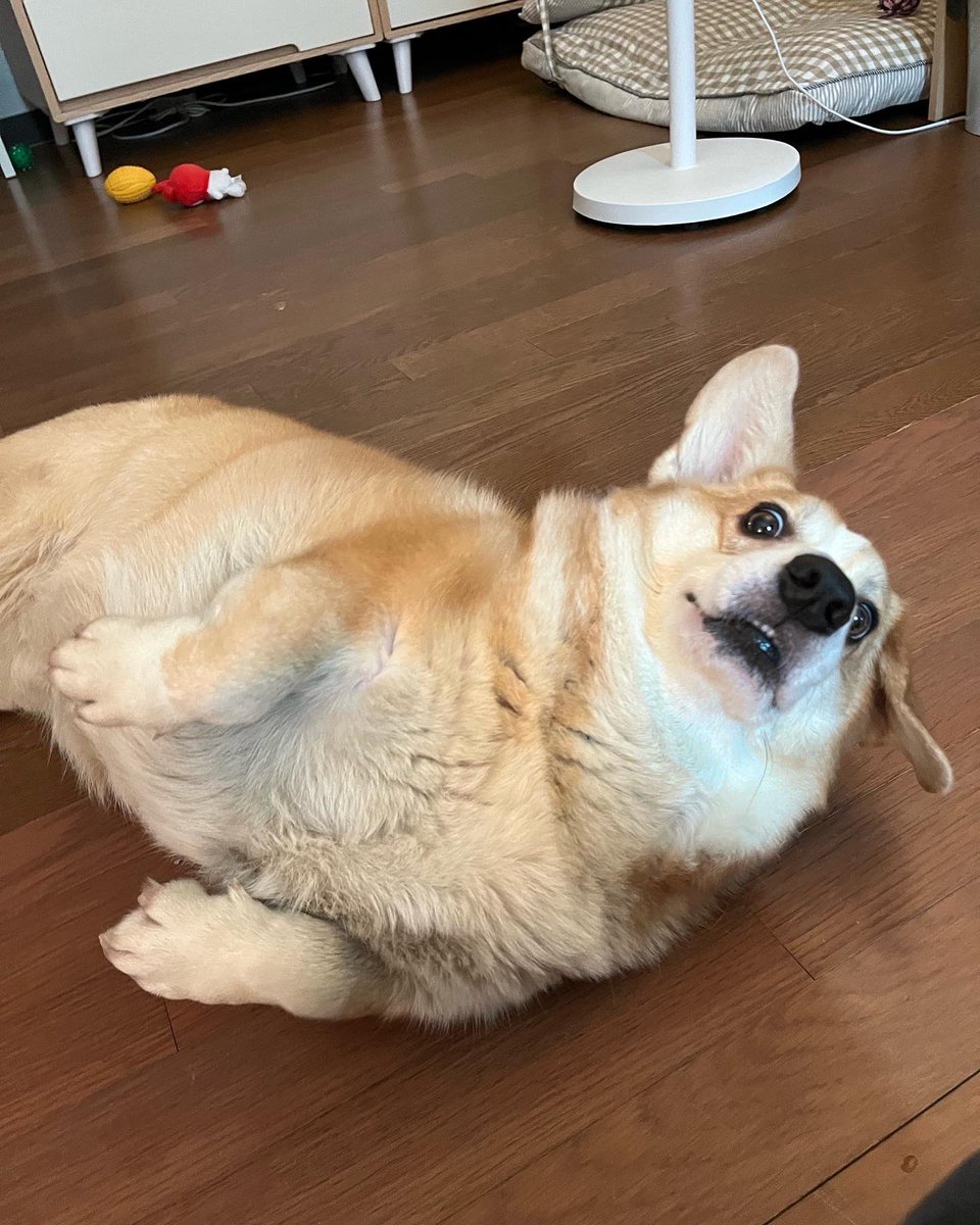 폴쟉 햄식 (@myluv_haam) on Twitter photo 