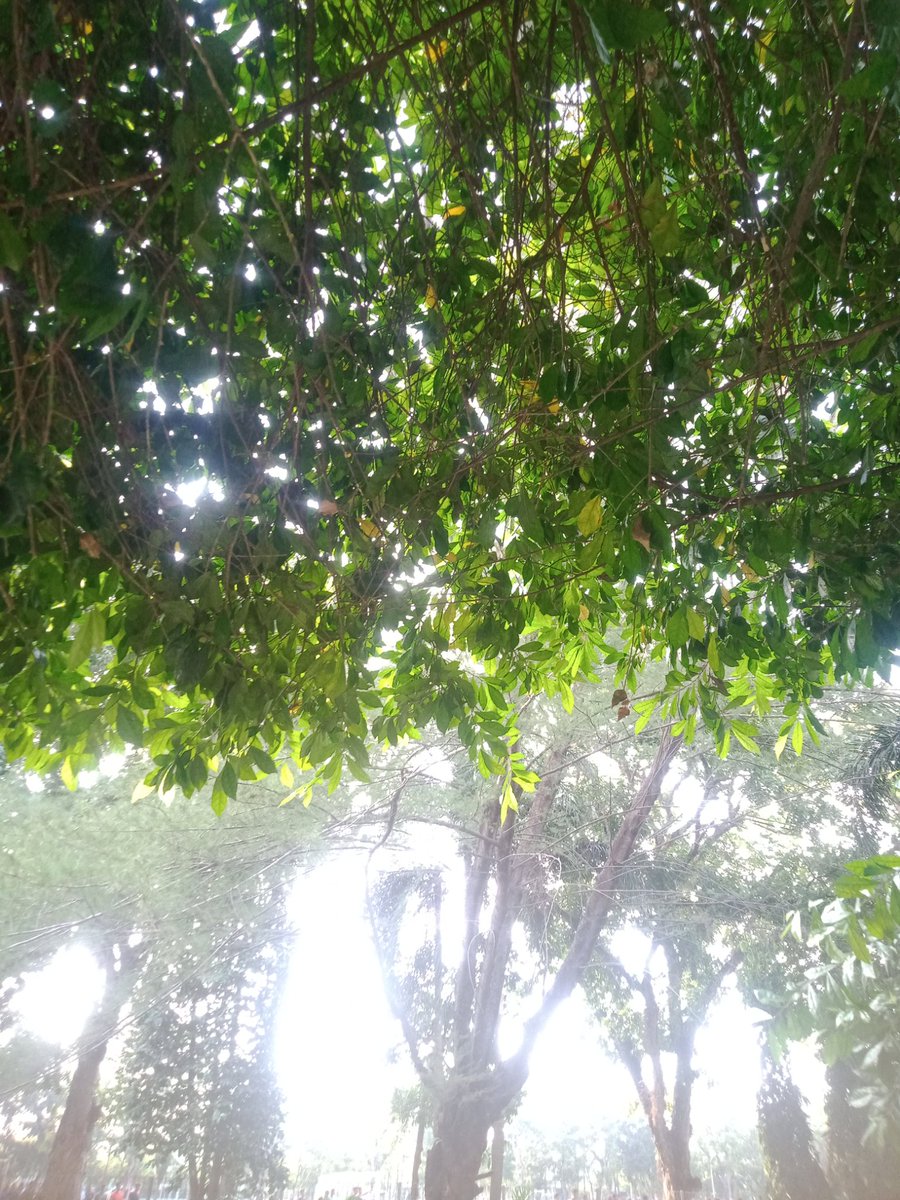 CeetsatGarden's tweet photo. I met my new sun it made me quite happy and another https://t.co/CinpSyDIhA