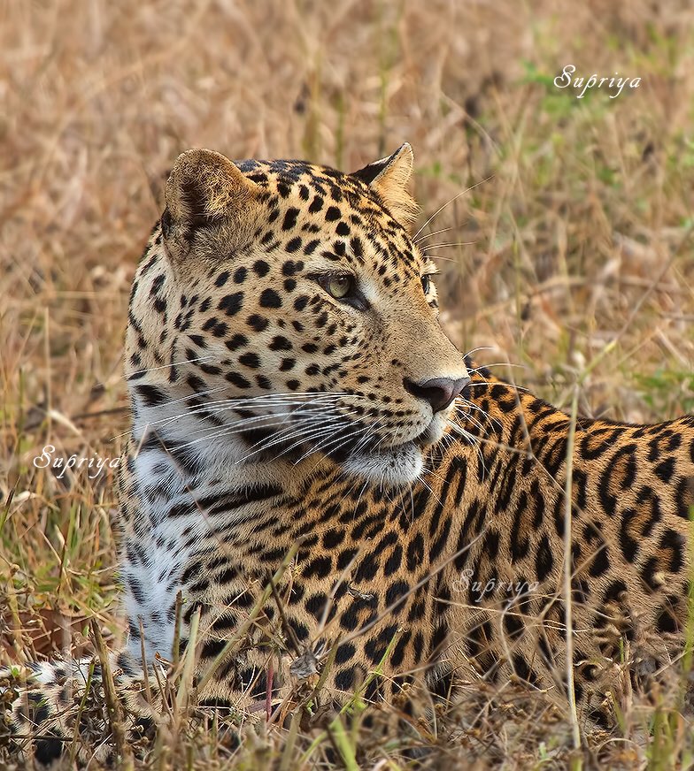 Leopard 🐆 
Kabini, Nagarhole National Park, India 🇮🇳 

Sighted two leopard same day 😇 It was a lucky day indeed. 

#wildlifephotography #wildlife #leopard #ThePhotoHour #BBCWildlifePOTD #nature #NatureBeauty #naturelover #photography #portraits #TwitterNatureCommunity