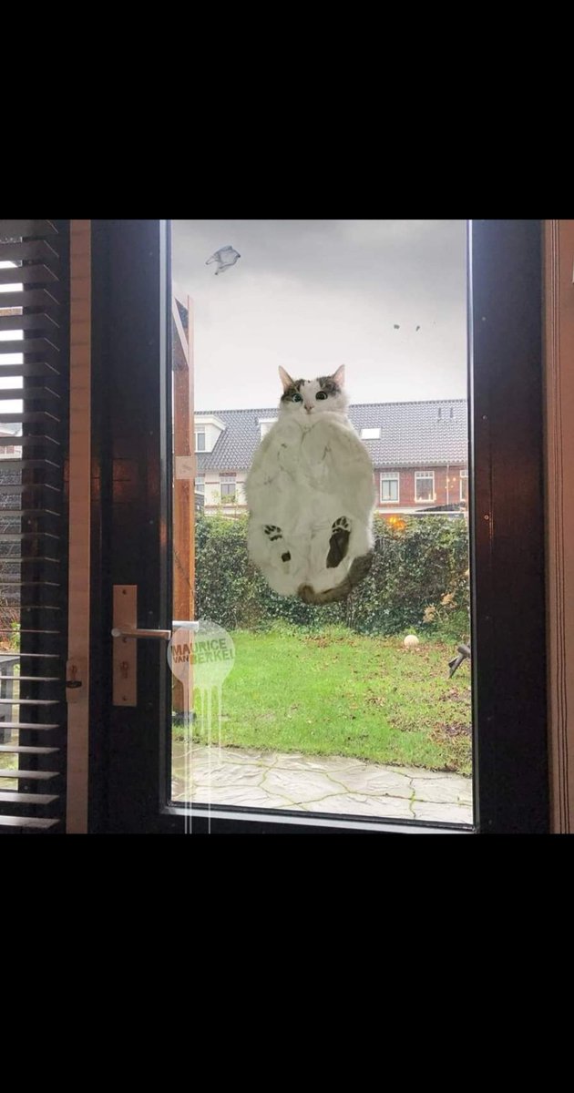 Patrick02767990's tweet photo. Zojuist toch maar even de  🐱 binnen gehaald. https://t.co/Bk858ThdTn
