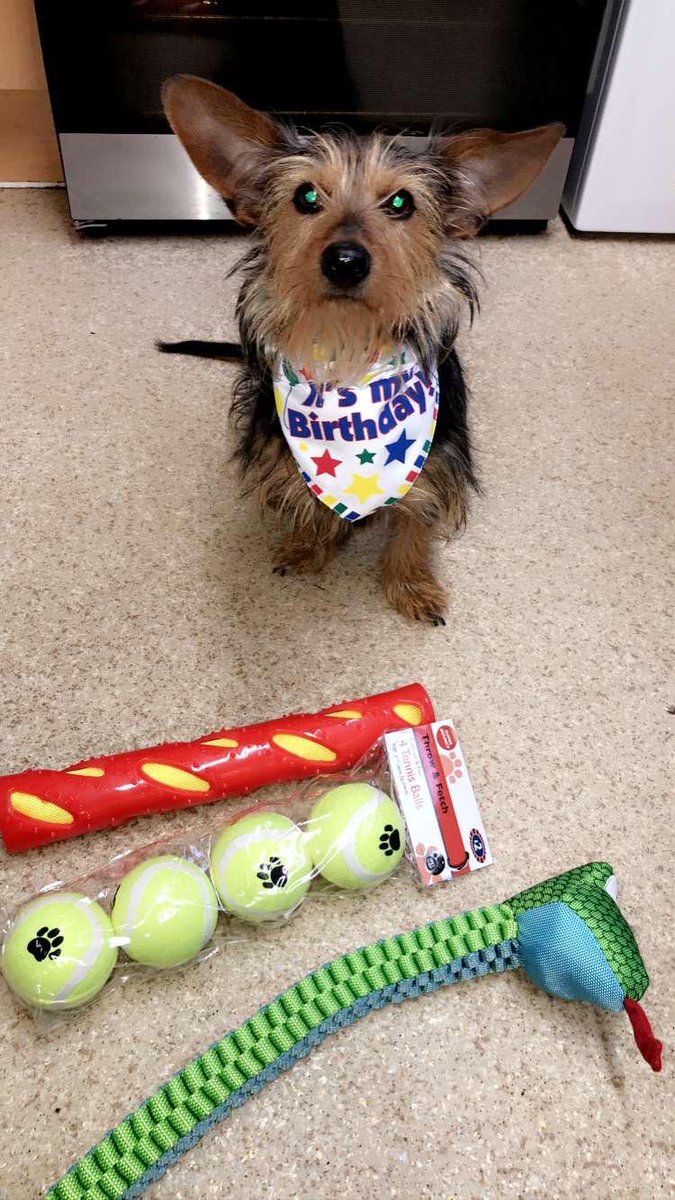 My puppy Teddy’s 1st birthday today!