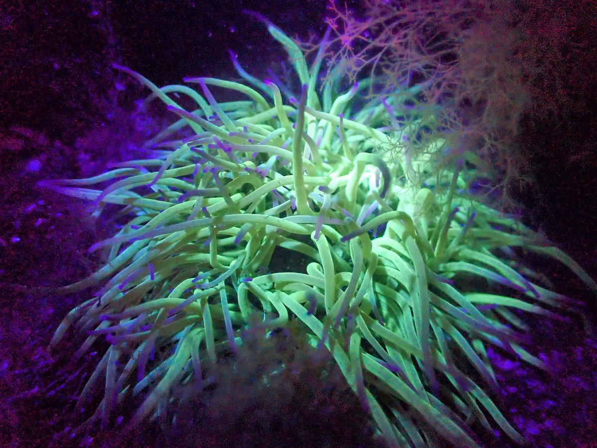 Did you know that some plants and animals glow when exposed to UV light?
Come and ‘sea’ this light show for yourself on a night safari.

Find out more here: therockpoolproject.co.uk/rock-pool-safa…
#rockpoolsafari #didyouknowRPP