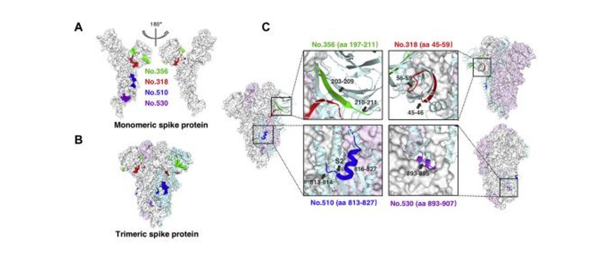 ArrayjetLtd's tweet image. This just in! Shanghai researcher @microaray_Tao uncovers how #SARSCoV2 infection induces persistent humoral #immunity: bit.ly/33zdDBc