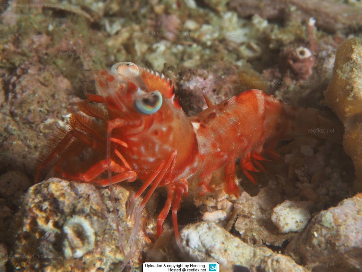 Werner_deGier's tweet photo. First up: Metapenaeopsis lamellata, or the Red Humpback Prawn is an Indo-West Pacific #prawn (Dendobranchiata: Penaeidae) 🦐
Although they look like "regular" #shrimp, their anatomy is very different!
#SHROMPweek2022 https://t.co/ObZpbaYwCK